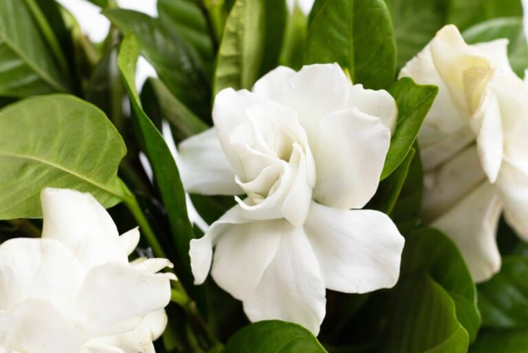 Creating Harmony: Ideal Companion Plants for Your Gardenias