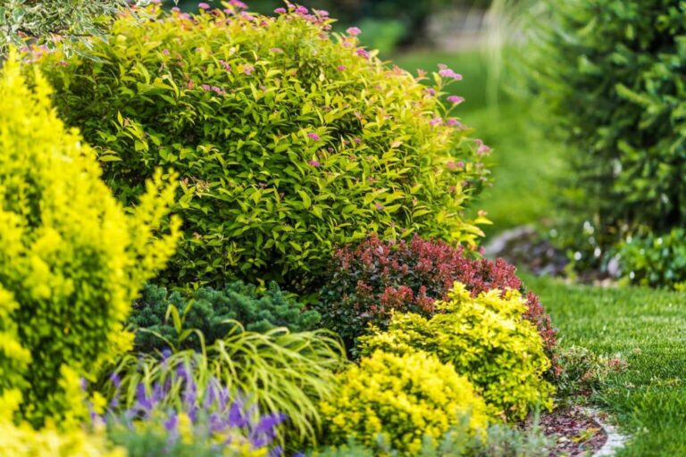 Transform Your Garden with Shrubs: Expert Tips for Year-Round Beauty and Structure