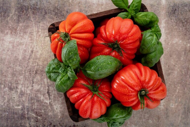 Tomatoes and Basil: The Unbeatable Team for Gardeners and Food Lovers