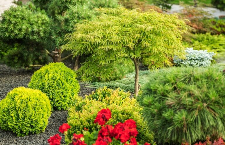 Top 10 Must-Have Shrubs to Transform Your Australian Garden