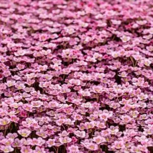 Ground Cover Plants