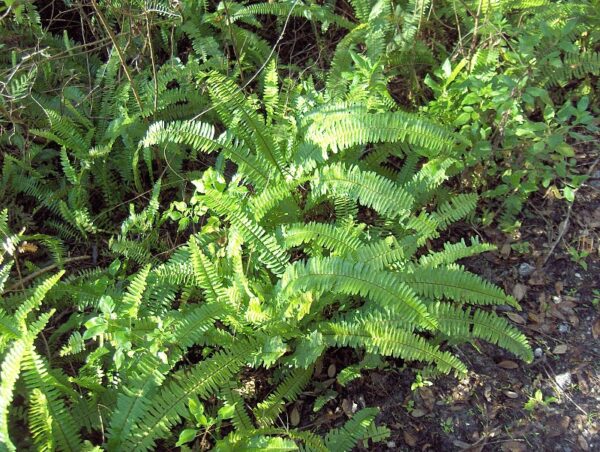 Blue Bell Fern