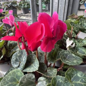 Cyclamen
