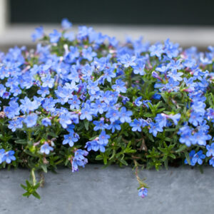 Lobelia