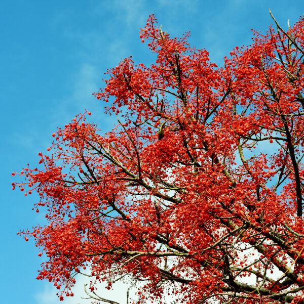 Illawarra Flame