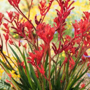 Kangaroo Paw Bush Gems