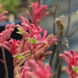 Kangaroo Paw Bush Gems