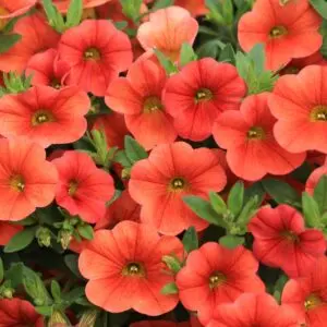 Million Bells