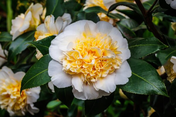 Camellia japonica