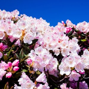 Rhododendron