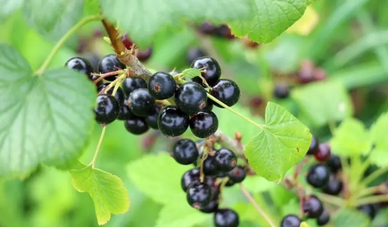 Currant