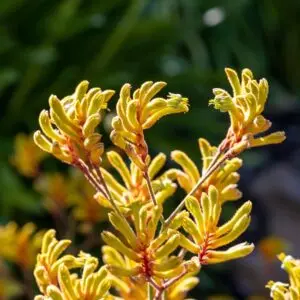 Kangaroo Paw Bush Gems