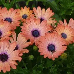 African Daisy