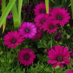 African Daisy