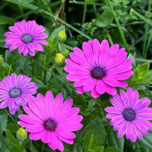 African Daisy