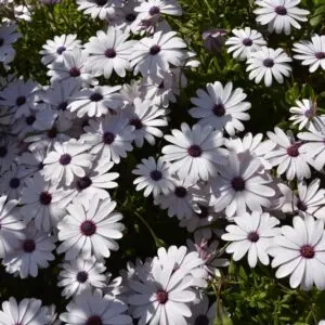 African Daisy
