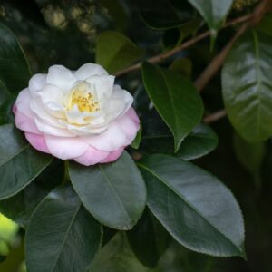 Camellia sasanqua