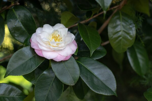 Camellia sasanqua