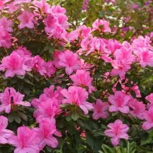 Azalea