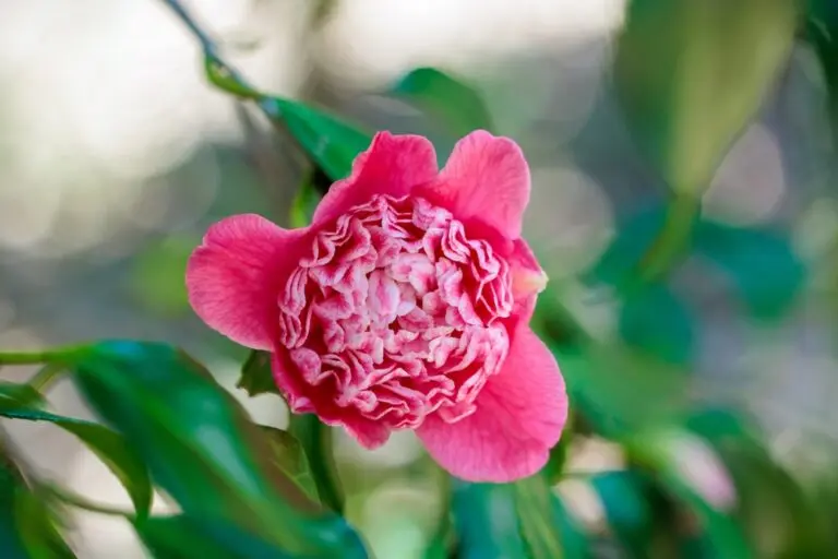 Camellia Volcano