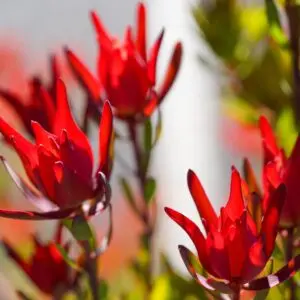 Leucadendron