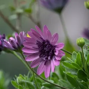 African Daisy