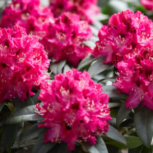 Rhododendron