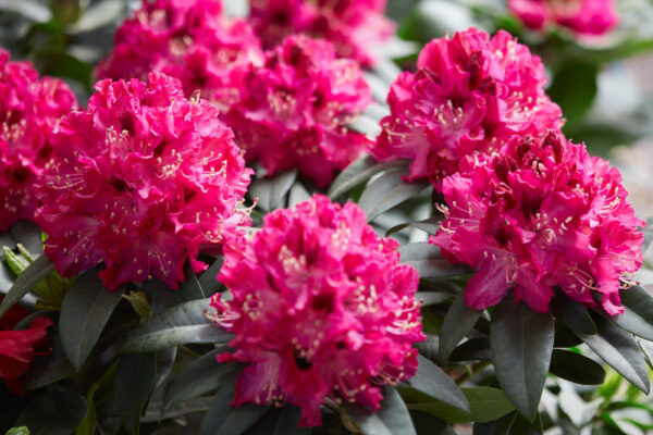 Rhododendron