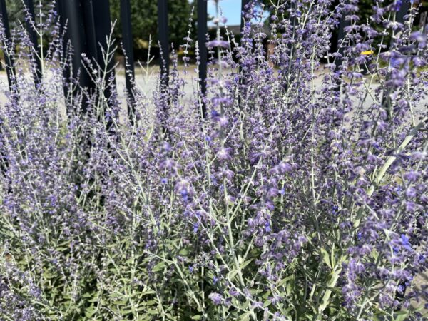 Russian sage - Image 3