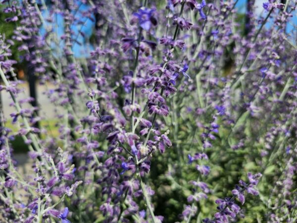 Russian sage - Image 2