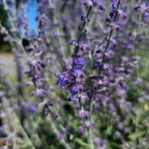 Russian sage