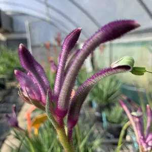 Kangaroo Paw Bush Gems