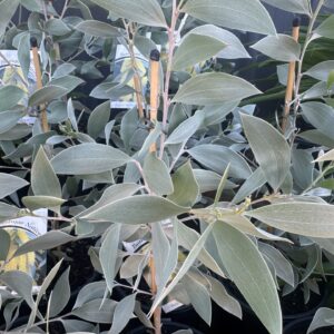 Acacia Sterling Silver