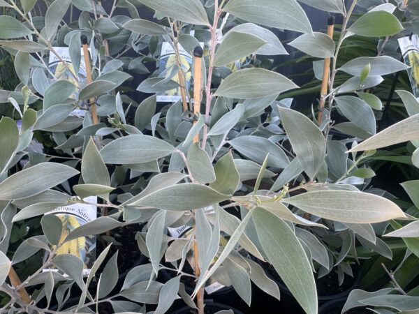 Acacia Sterling Silver