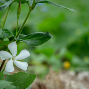 White Periwinkle