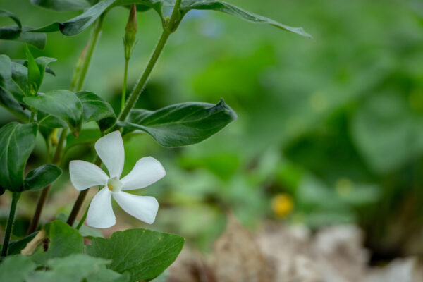White Periwinkle