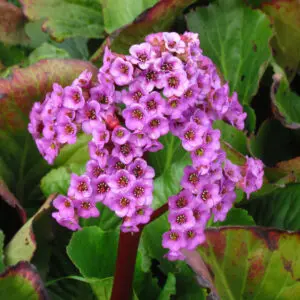 Bressingham Elephant's Ears
