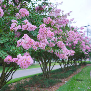 Crepe Mrytle
