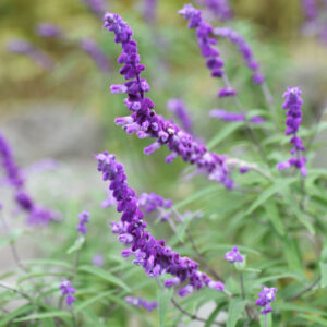 Mexican Bush Sage