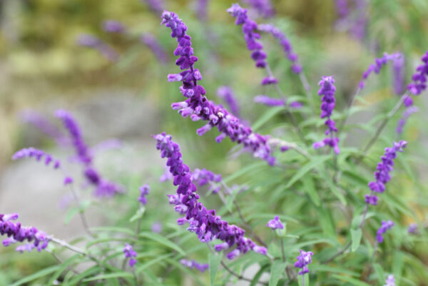 Mexican Bush Sage