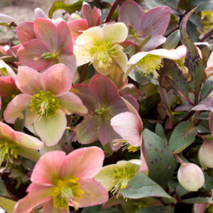 Helleborus Marlon