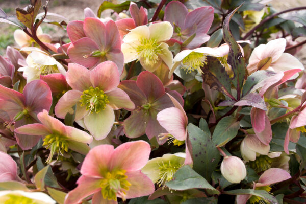 Helleborus Marlon