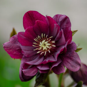 Helleborus Merlot
