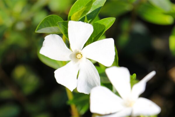 White Periwinkle - Image 2