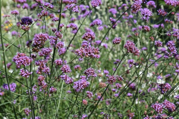 Verbena Bonariensis - Image 2