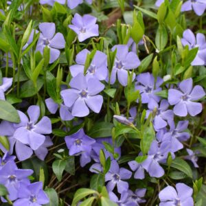 Blue Periwinkle