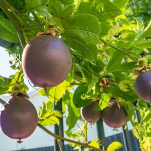 Black Passionfruit