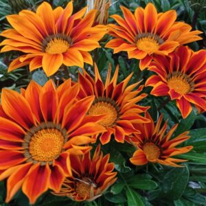 Gazania