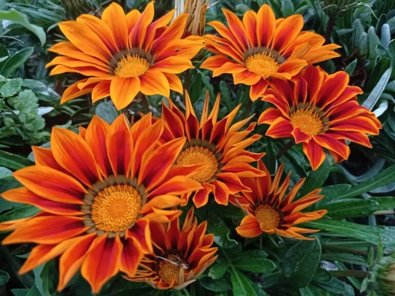 Gazania