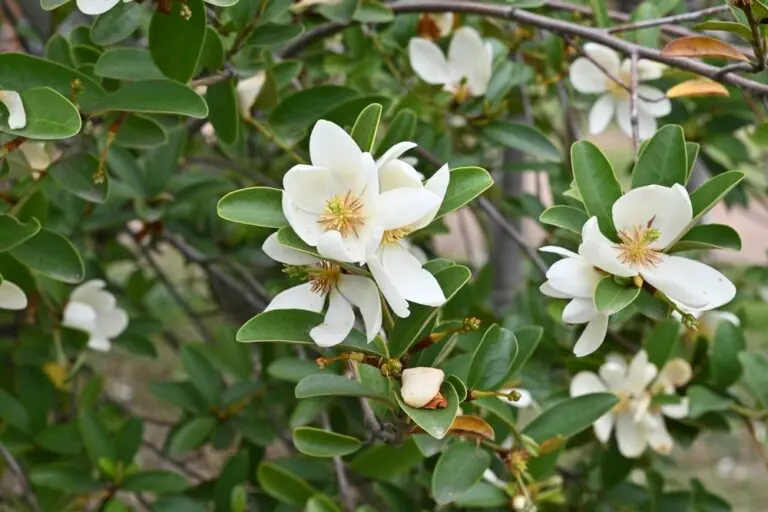 Magnolia Fairy
